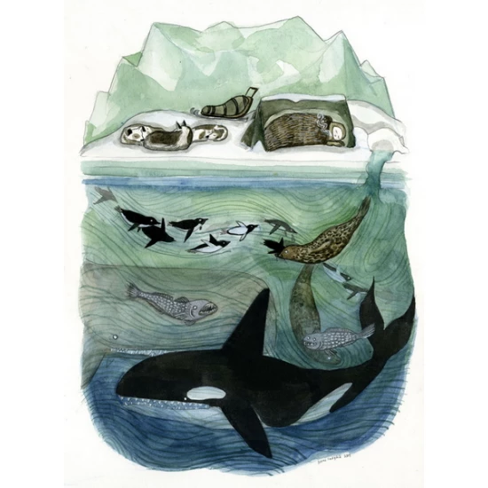 Antarctic Waters print by Diana Sudyka (SOLD OUT)