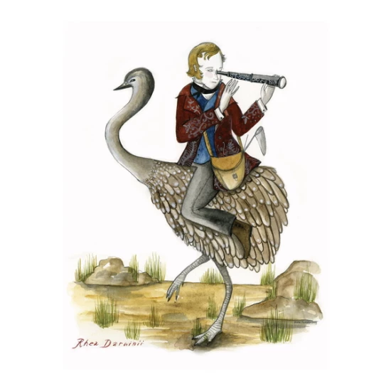 Darwin's Rhea print by Diana Sudyka (SOLD OUT)