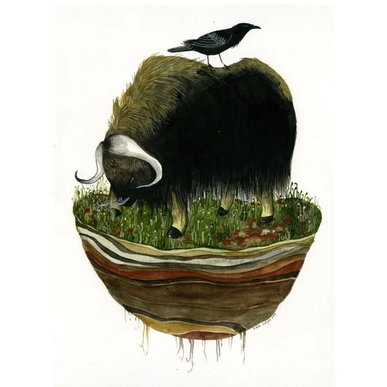 Island Biogeography (musk ox) print by Diana Sudyka