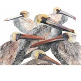 Brown Pelicans print by Michelle Morin