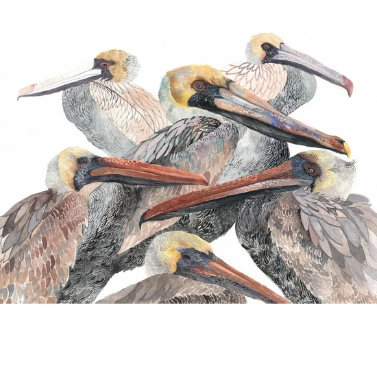 Brown Pelicans print by Michelle Morin