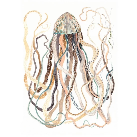 Antique Jellyfish print by Michelle Morin